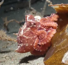 Northern Spearnose Poacher thumbnail 2