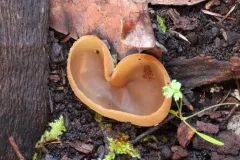 Peziza arvernensis thumbnail 2