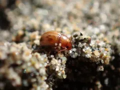Phaleromela picta thumbnail 3