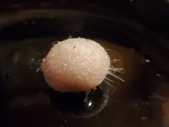 Spiny Tennis Ball Sponge thumbnail 2