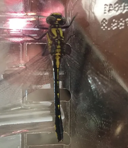Green-faced Clubtail
