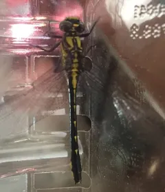 Green-faced Clubtail thumbnail 1