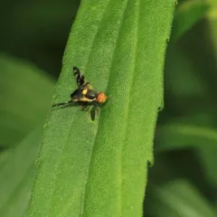 black cherry fruit fly thumbnail 4