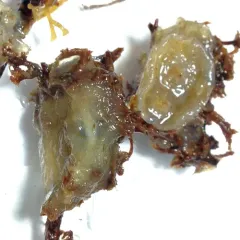 Disc-top Tunicate thumbnail 1