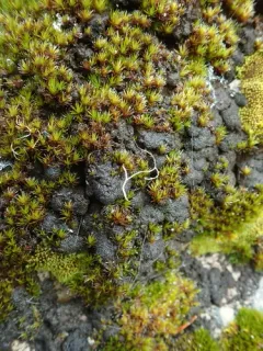 Stigonema tomentosum thumbnail 1