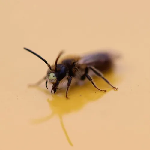 Miserable Mining Bee