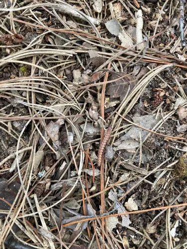 granulated millipede