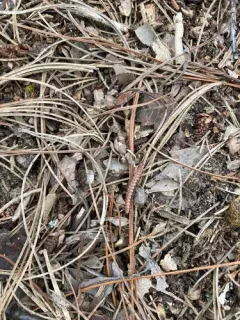 granulated millipede thumbnail 1