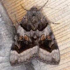 Bay Underwing thumbnail 2