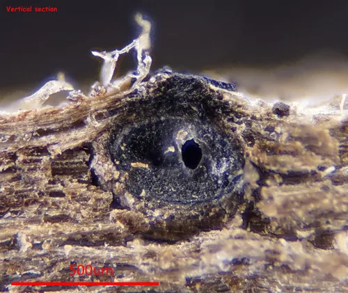 Thyridaria triseptata
