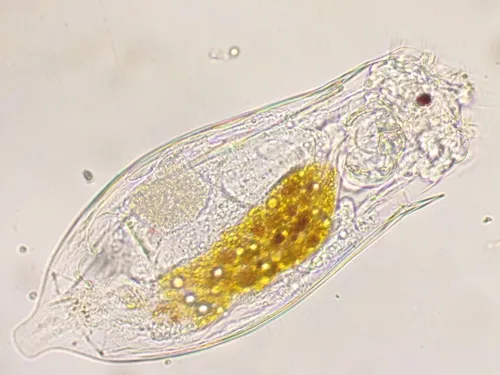 Notholca acuminata