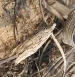 Eucosma montanana thumbnail 2