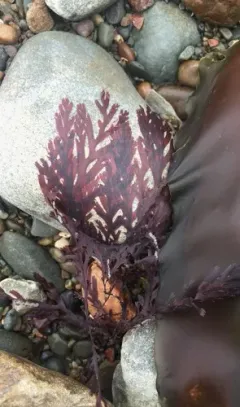 Odonthalia dentata thumbnail 3