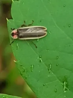 Double cousin firefly thumbnail 4