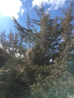 Juniper Broom Rust thumbnail 1