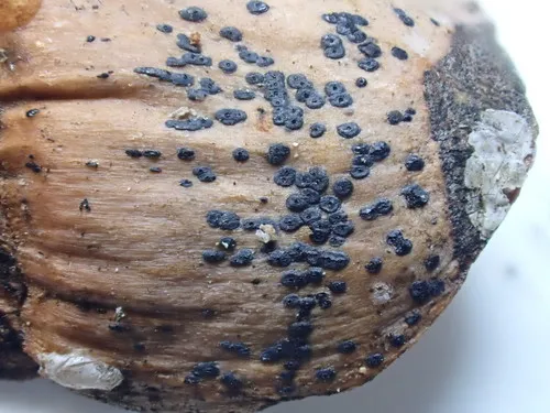 Discosia strobilina