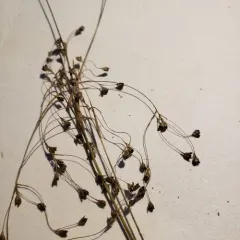 Small-flower Woodrush thumbnail 3
