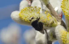 Variable Bumble Fly thumbnail 2
