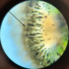 Amandinea dakotensis thumbnail 3