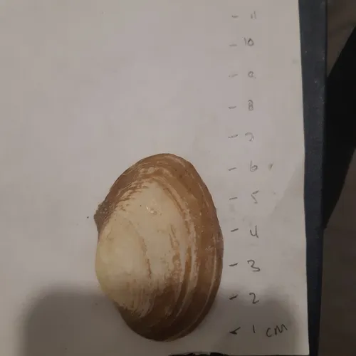 Wavyrayed Lampmussel