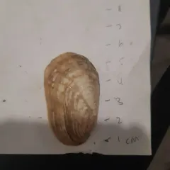 Fatmucket thumbnail 2