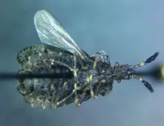 Aradus quadrilineatus thumbnail 2