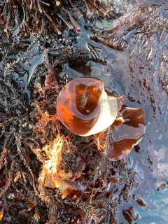 Cup and Saucer thumbnail 2