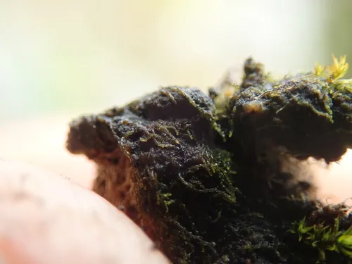 Gloeocapsopsis magma
