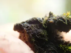 Gloeocapsopsis magma thumbnail 1