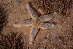 Green Slender Sea Star thumbnail 4