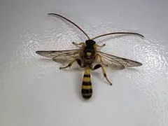 Colpotrochia crassipes thumbnail 2