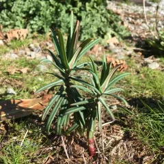 caper spurge thumbnail 2
