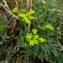 Smooth Lomatium thumbnail 4