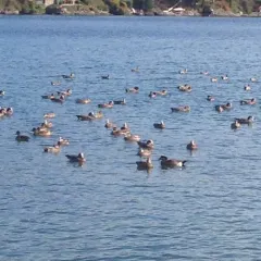 American Wigeon thumbnail 2