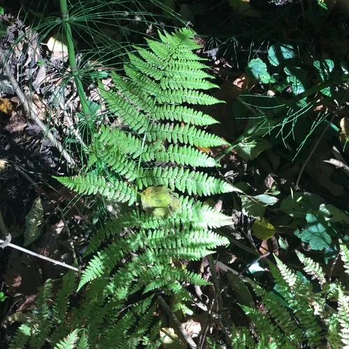 lady fern