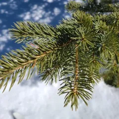 Engelmann spruce thumbnail 2