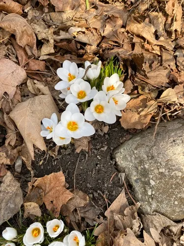 Silvery Crocus