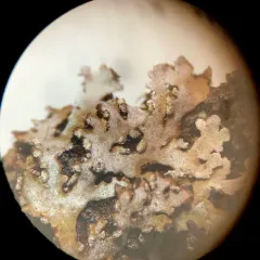 Bottle-brush Frost Lichen thumbnail 2