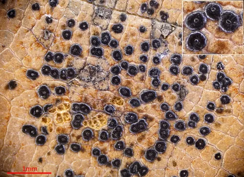 Discosia artocreas