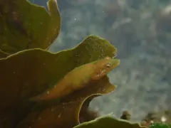 Manacled Sculpin thumbnail 2