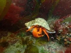 Pacific Red Hermit thumbnail 2