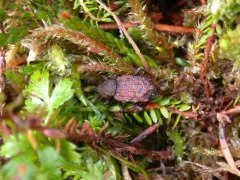 Steremnius tuberosus thumbnail 2