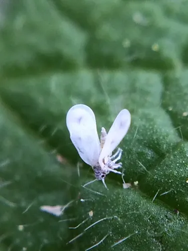 Cabbage Whitefly