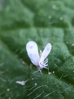 Cabbage Whitefly thumbnail 1