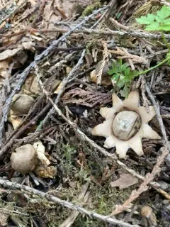 Sessile Earthstar thumbnail 1