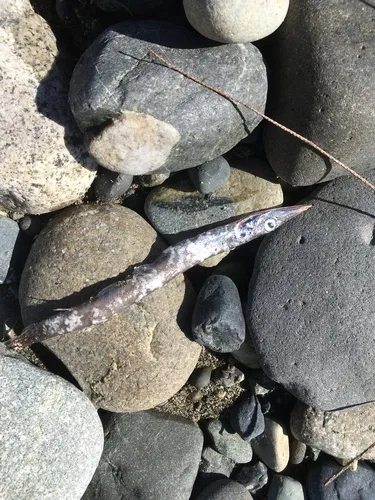 Ribbon Barracudina