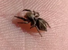 Habronattus klauseri thumbnail 4