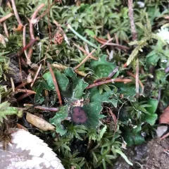 fan pelt lichen thumbnail 3