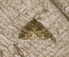 Hydriomena quinquefasciata thumbnail 1