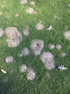 Pink Snow Mold thumbnail 4